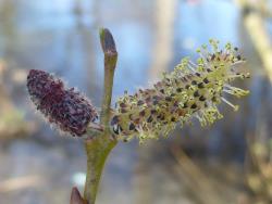 Salix purpurea. Male catkins.
 Image: D. Glenny © Landcare Research 2020 CC BY 4.0